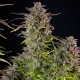 Cookies Gelato Feminized 3 seeds (Royal Queen Seeds)