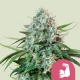 HulkBerry Feminized 3 seeds (Royal Queen Seeds)