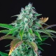 HulkBerry Feminized 3 seeds (Royal Queen Seeds)