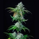 HulkBerry Feminized 3 seeds (Royal Queen Seeds)
