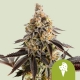 Cookies Gelato Automatic 3 seeds (Royal Queen Seeds)