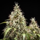 Cookies Gelato Automatic 3 seeds (Royal Queen Seeds)