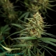 HulkBerry Automatic 3 seeds (Royal Queen Seeds)