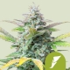 Quick One Automatic 3 seeds (Royal Queen Seeds)