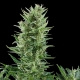 Quick One Automatic 3 seeds (Royal Queen Seeds)