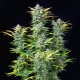 Quick One Automatic 3 seeds (Royal Queen Seeds)
