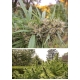 Passion #1 Feminized 3 seeds (Dutch Passion)