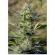 Passion #1 Feminized 3 seeds (Dutch Passion)