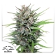 Passion #1 Feminized 3 seeds (Dutch Passion)