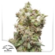 THC-Victory High THC-V Feminized 3 seeds (Dutch Passion)