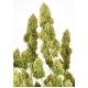 THC-Victory High THC-V Feminized 3 seeds (Dutch Passion)