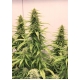 THC-Victory High THC-V Feminized 3 seeds (Dutch Passion)