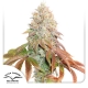 Auto Banana Blaze 3 seeds (Dutch Passion)