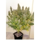 Auto Critical Orange Punch 7 seeds (Dutch Passion)