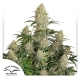 Auto Critical Orange Punch 7 seeds (Dutch Passion)