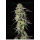 CBD Auto Charlotte's Angel 3 seeds (Dutch Passion)