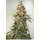 CBD Auto Charlotte's Angel 3 seeds (Dutch Passion)