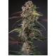 Auto Blackberry Kush (Dutch Passion)