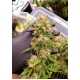 Auto Blueberry (Dutch Passion)