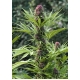 Frisian Dew Feminized 5 seeds (Dutch Passion)