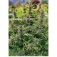 Frisian Dew Feminized 5 seeds (Dutch Passion)