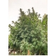 Frisian Dew Feminized 5 seeds (Dutch Passion)