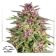 Frisian Dew Feminized 5 seeds (Dutch Passion)