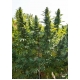 Hollands Hope Feminized 5 seeds (Dutch Passion)
