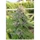 Hollands Hope Feminized 5 seeds (Dutch Passion)