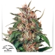Hollands Hope Feminized 5 seeds (Dutch Passion)