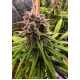 Strawberry Cough Feminized (Dutch Passion)