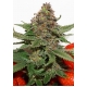 Strawberry Cough Feminized (Dutch Passion)