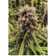 Strawberry Cough Feminized (Dutch Passion)