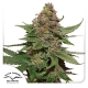 Strawberry Cough Feminized (Dutch Passion)