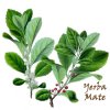 Yerba-Mate.jpg