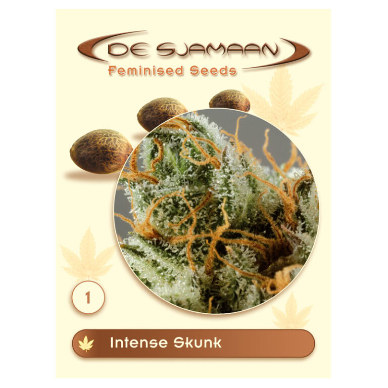 Intense Skunk feminised cannabis plant with dense resin-coated buds, Skunk x Afghani genetics, high cannabinoid content.