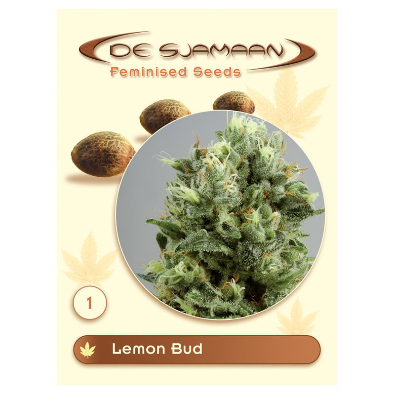 0600401_1 Lemon Bud Feminised 1 seed De Sjamaan Feminised Seeds Lemon Bud Feminised (De Sjamaan Cannabis Seeds) - Image 1