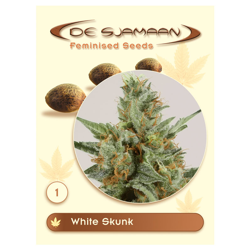 0600801_1 White Skunk Feminised 1 seed De Sjamaan Feminised Seeds White Skunk Feminised (De Sjamaan Cannabis Seeds) - Image 1