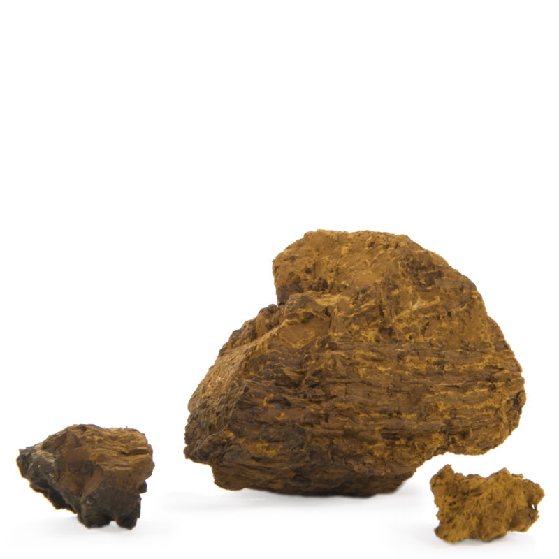 Chaga (Inonotus Obliquus) Chaga (Inonotus Obliquus)