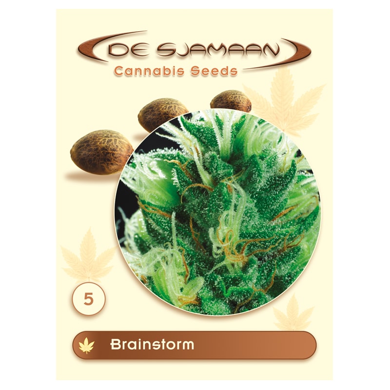Brainstorm 5 seeds (De Sjamaan Cannabis Seeds)