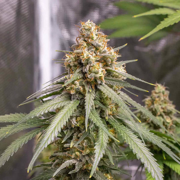 Shining Silver Haze Feminized (Royal Queen Seeds)