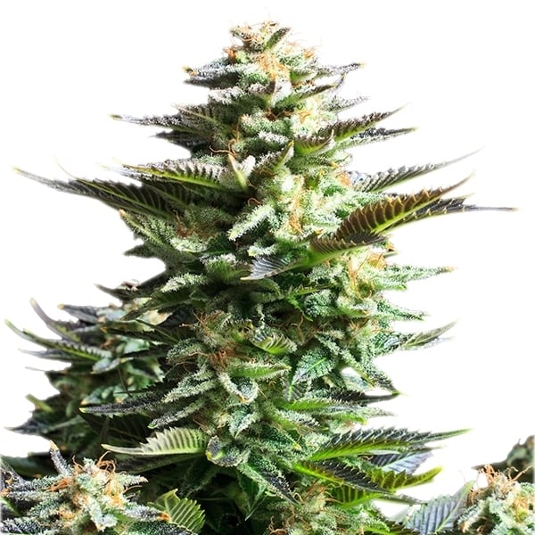 Amnesia Haze Feminized (Royal Queen Seeds)