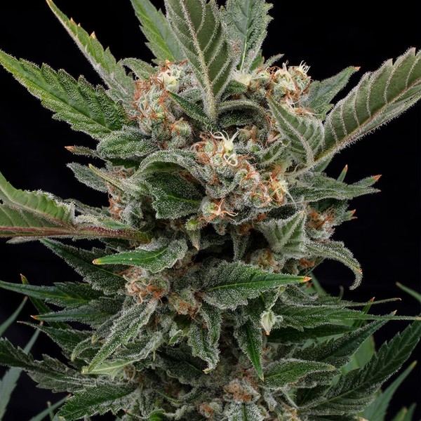 Royal Gorilla Feminized (Royal Queen Seeds)
