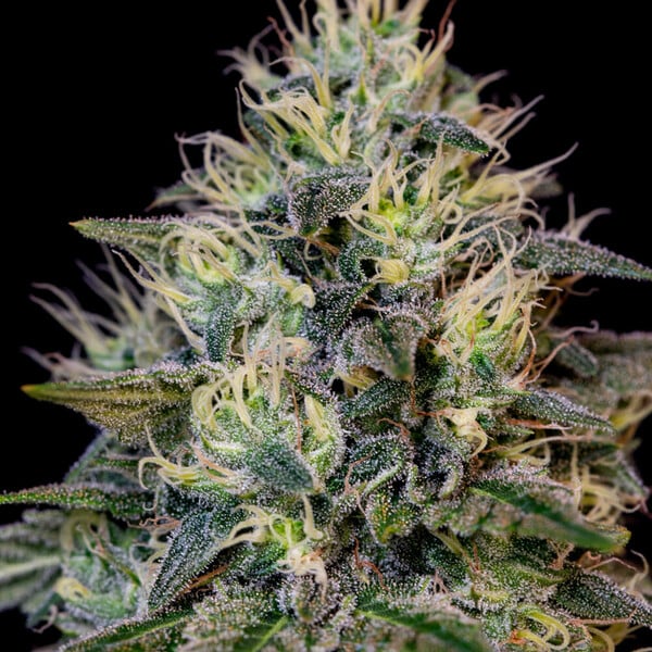 Cookies Gelato Feminized 3 seeds (Royal Queen Seeds)