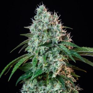 Royal Queen Seeds HulkBerry feminized seeds, pack of 3.