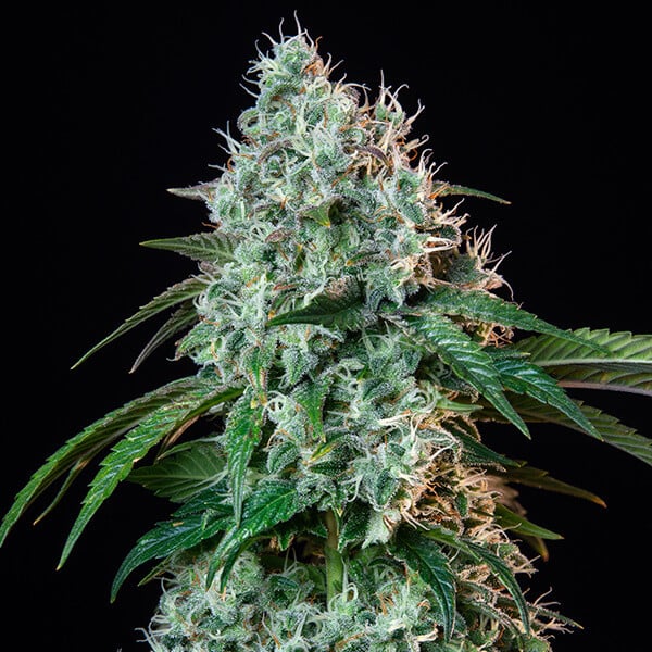 HulkBerry Feminized 3 seeds (Royal Queen Seeds)