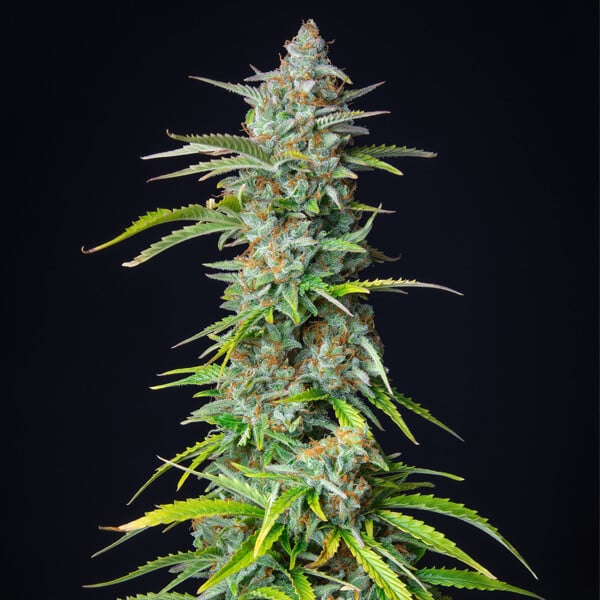 Northern Light Automatic (Royal Queen Seeds)
