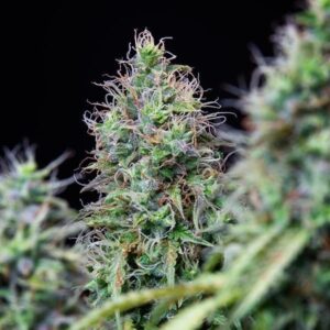 Amnesia Haze Automatic (Royal Queen Seeds)