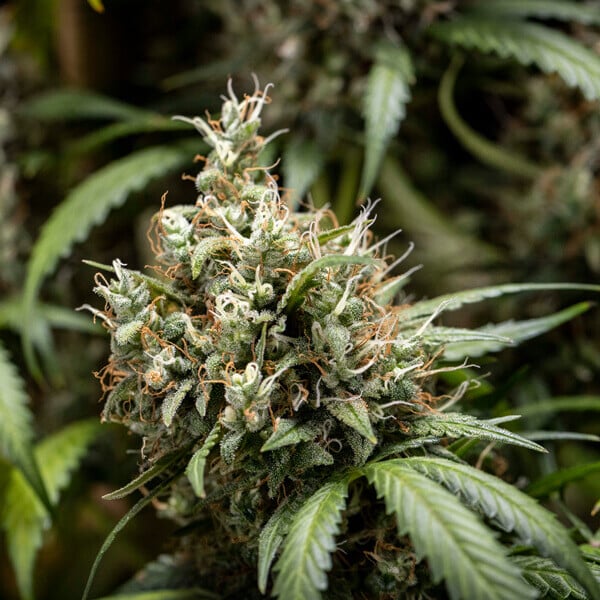 Cookies Gelato Automatic 3 seeds (Royal Queen Seeds)