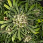 Cookies Gelato Automatic 3 seeds (Royal Queen Seeds)